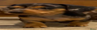 Miniature Dachshund 11