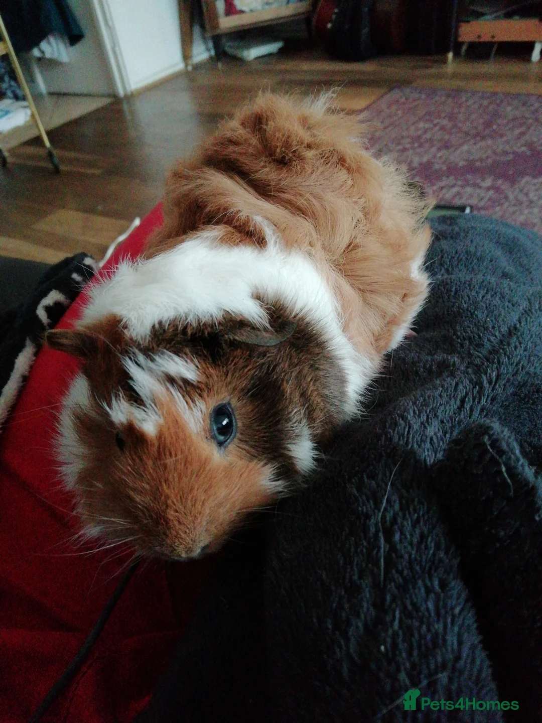 Guinea Pig rodents for sale: Sausage and Roll are looking for home - Advert 5