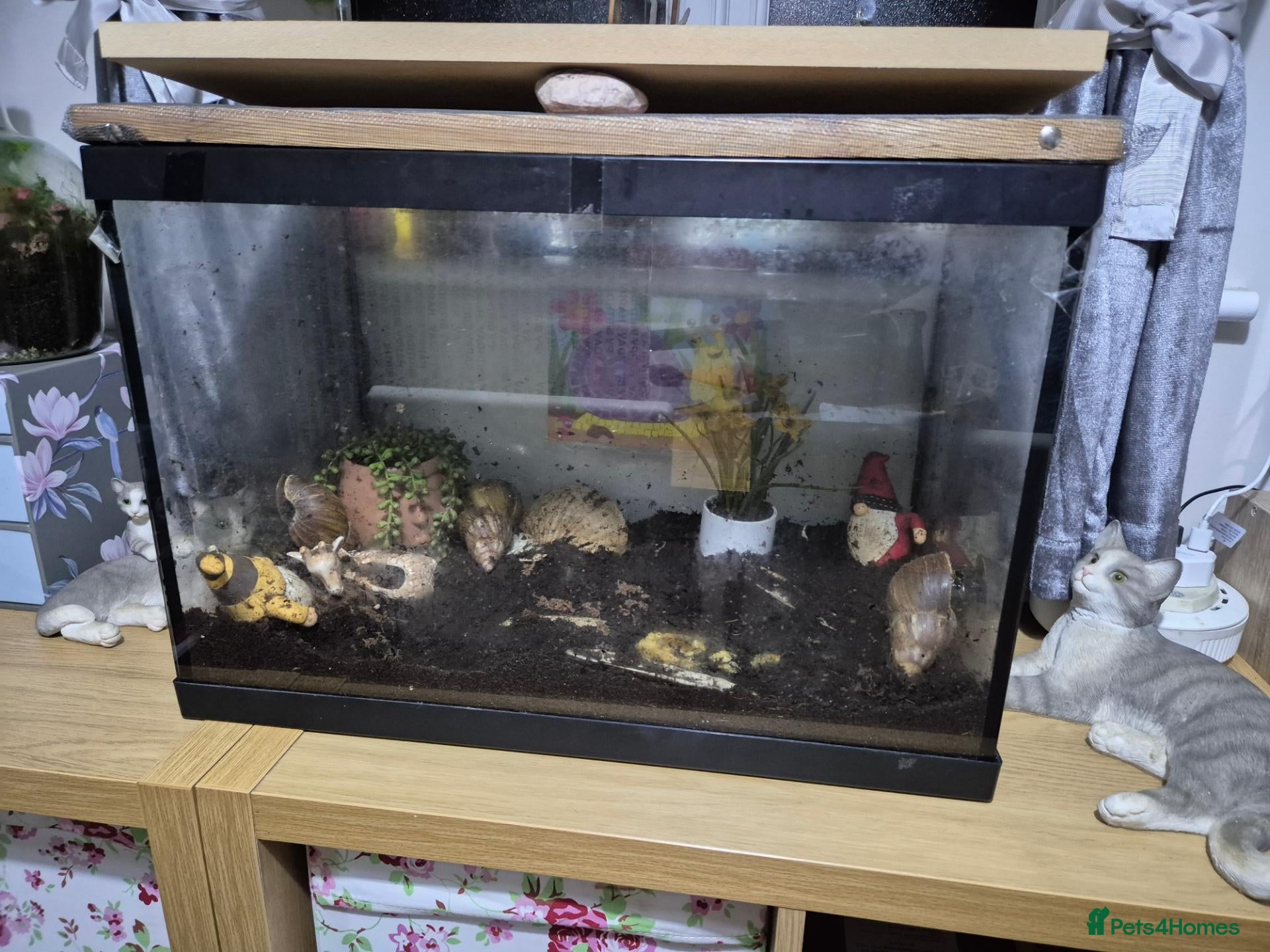 Snails invertebrates Giant African snails - Advert 1
