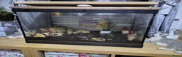 Snails invertebrates for sale: Giant African snails in Northampton - Advert 1