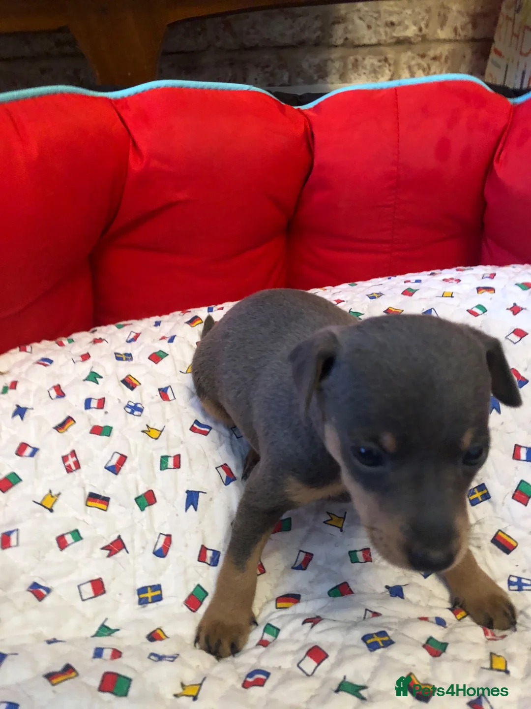 Miniature Pinscher dogs for sale:  Kc reg Blue boy Has to be seen to be believed  - Advert 1