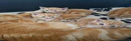 Domestic Shorthair cats for sale: Stunning ginger kittens  in Kinross - Advert 16