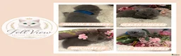 British Shorthair cats for sale: GCCF Pedigree British shorthair kittens  - Advert 4