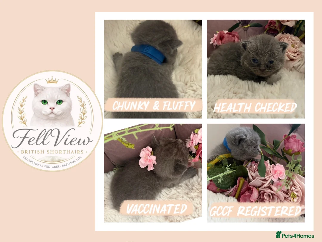 British Shorthair cats for sale: GCCF Pedigree British shorthair kittens  - Advert 4