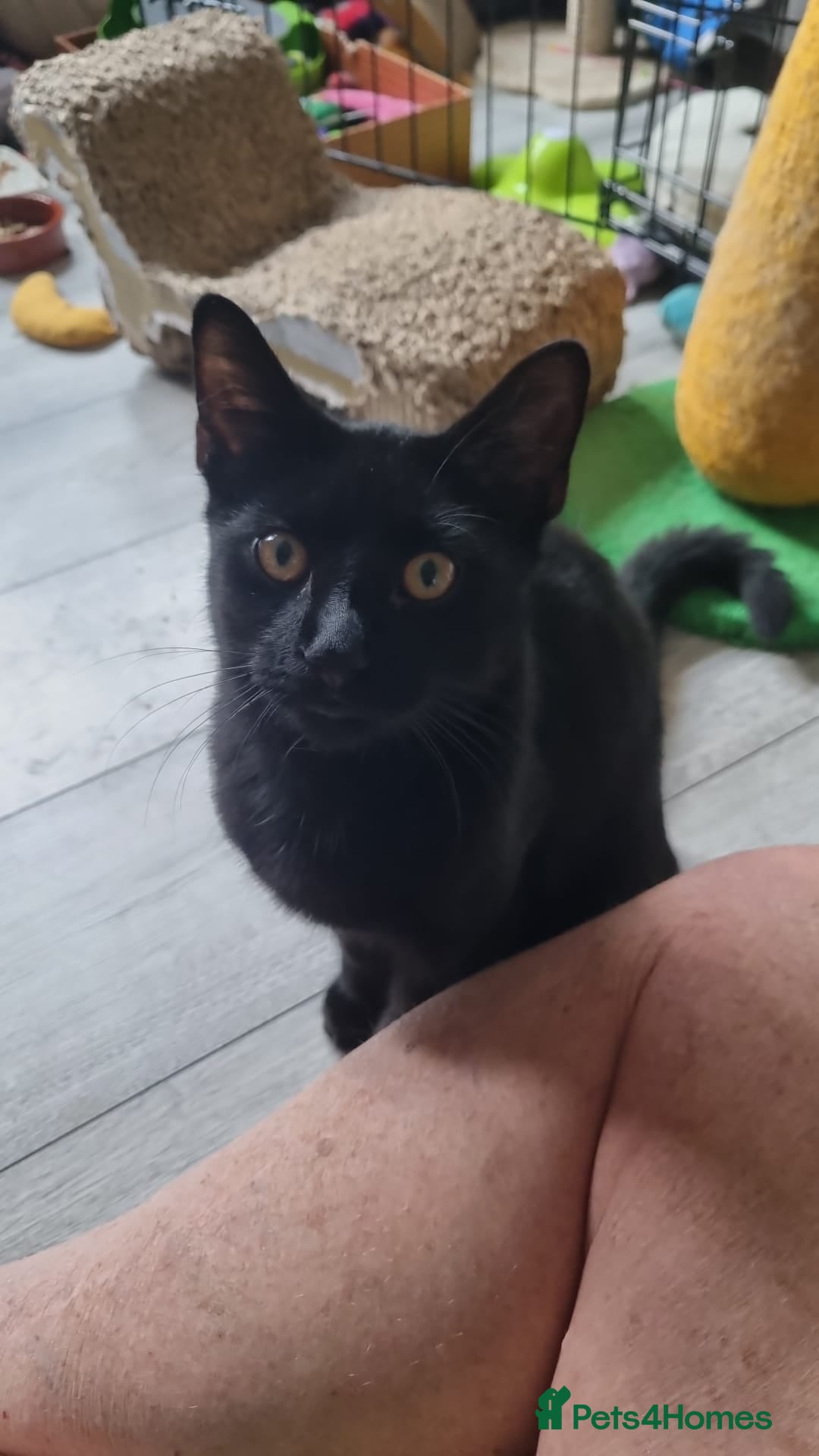 Domestic Shorthair cats Percy - Adopt Cats in Crisis East Ldn - Advert 17