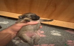 Pomeranian dogs for sale: Pomeranian puppy’s for sale - Advert 10