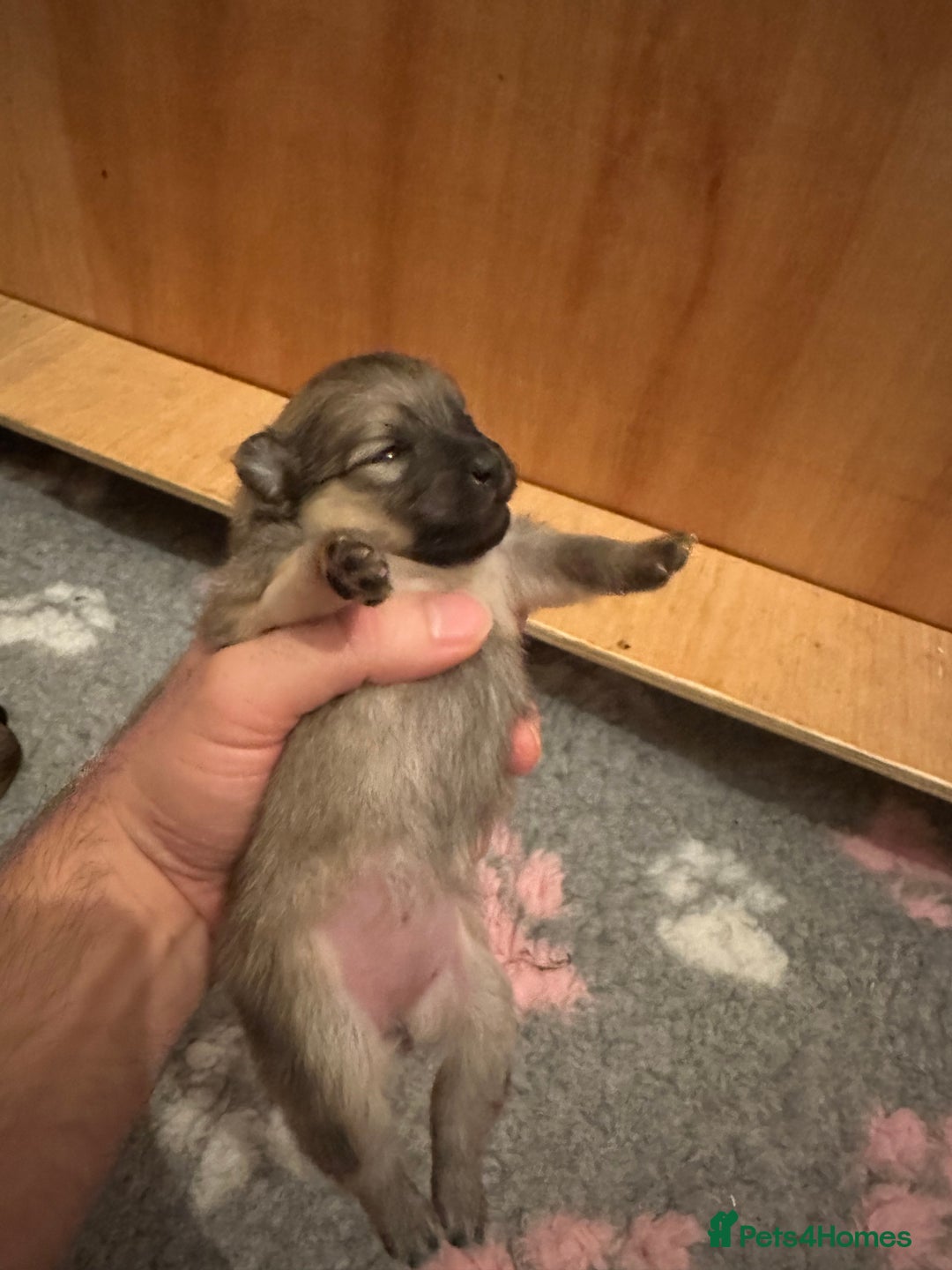 Pomeranian dogs for sale: Pomeranian puppy’s for sale - Advert 10