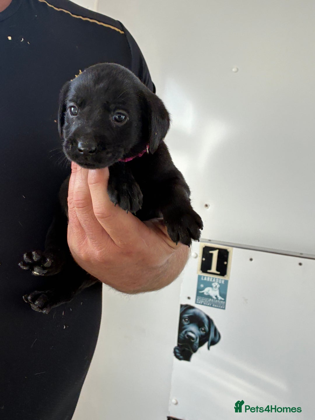 Labrador Retriever dogs for sale: 8 Labrador pups last black female available  - Image 13