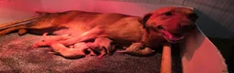 Goldador dogs for sale: Goldador puppies  - Advert 2