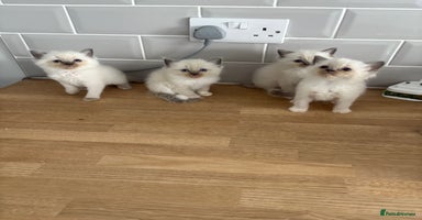 Ragdoll cats - Advert 16