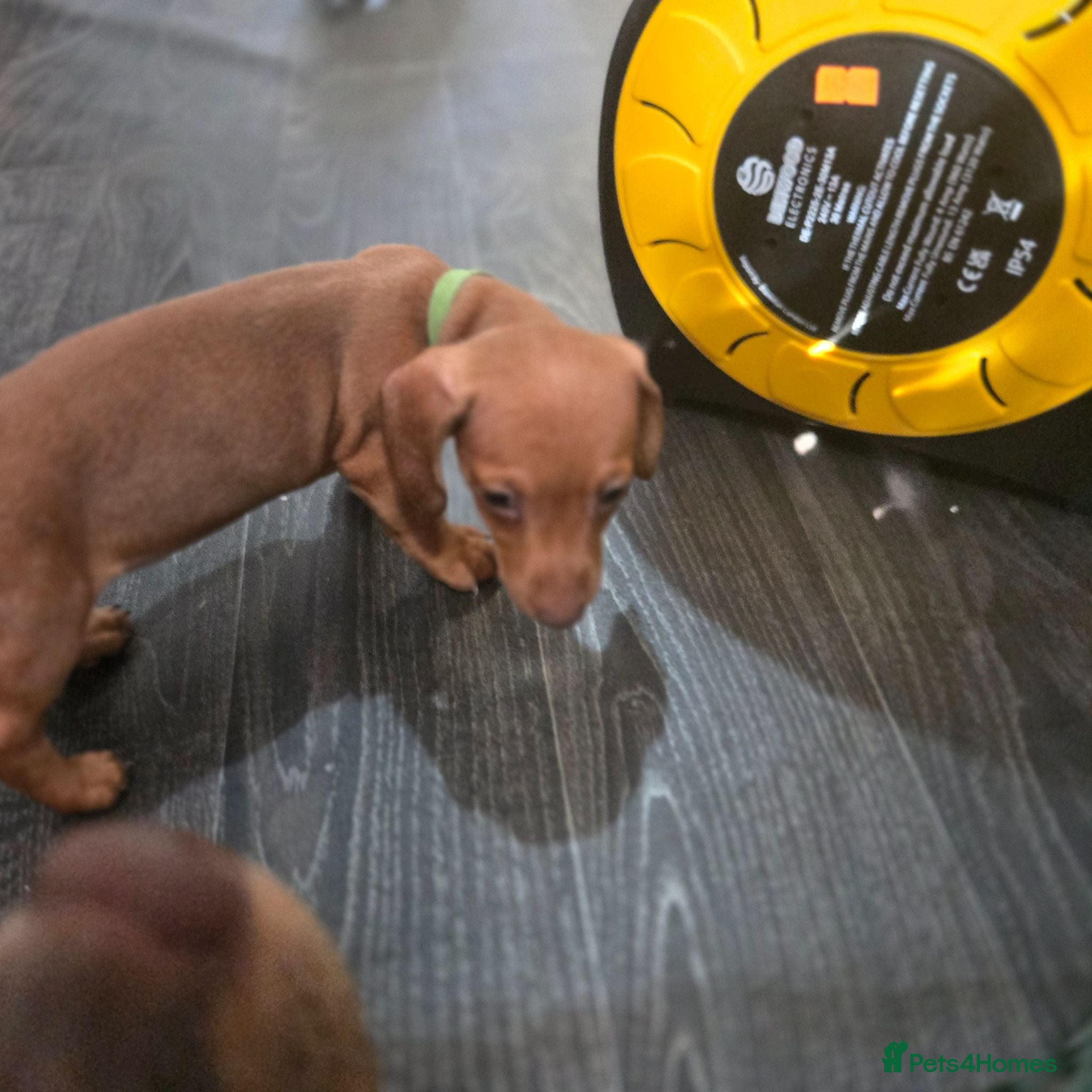 Dachshund dogs Dachshund  - Advert 2