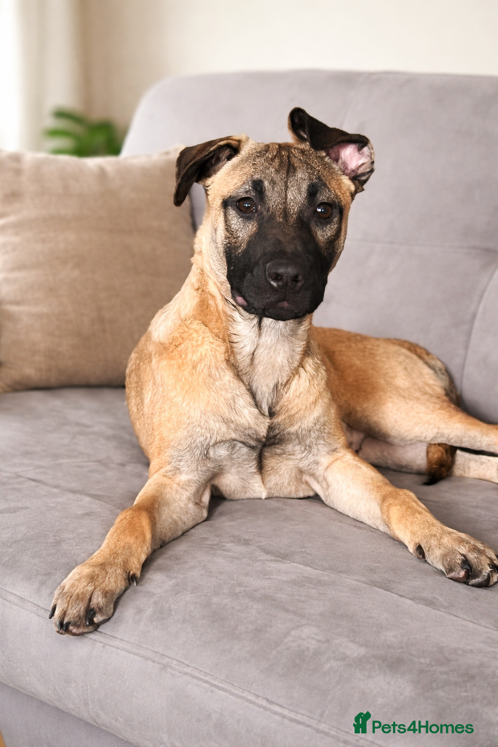 Mixed Breed dogs F2 Bullherder Puppy - Advert 1