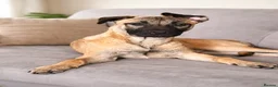 Mixed Breed dogs for sale: F2 Bullherder Puppy in Midhurst - Advert 1