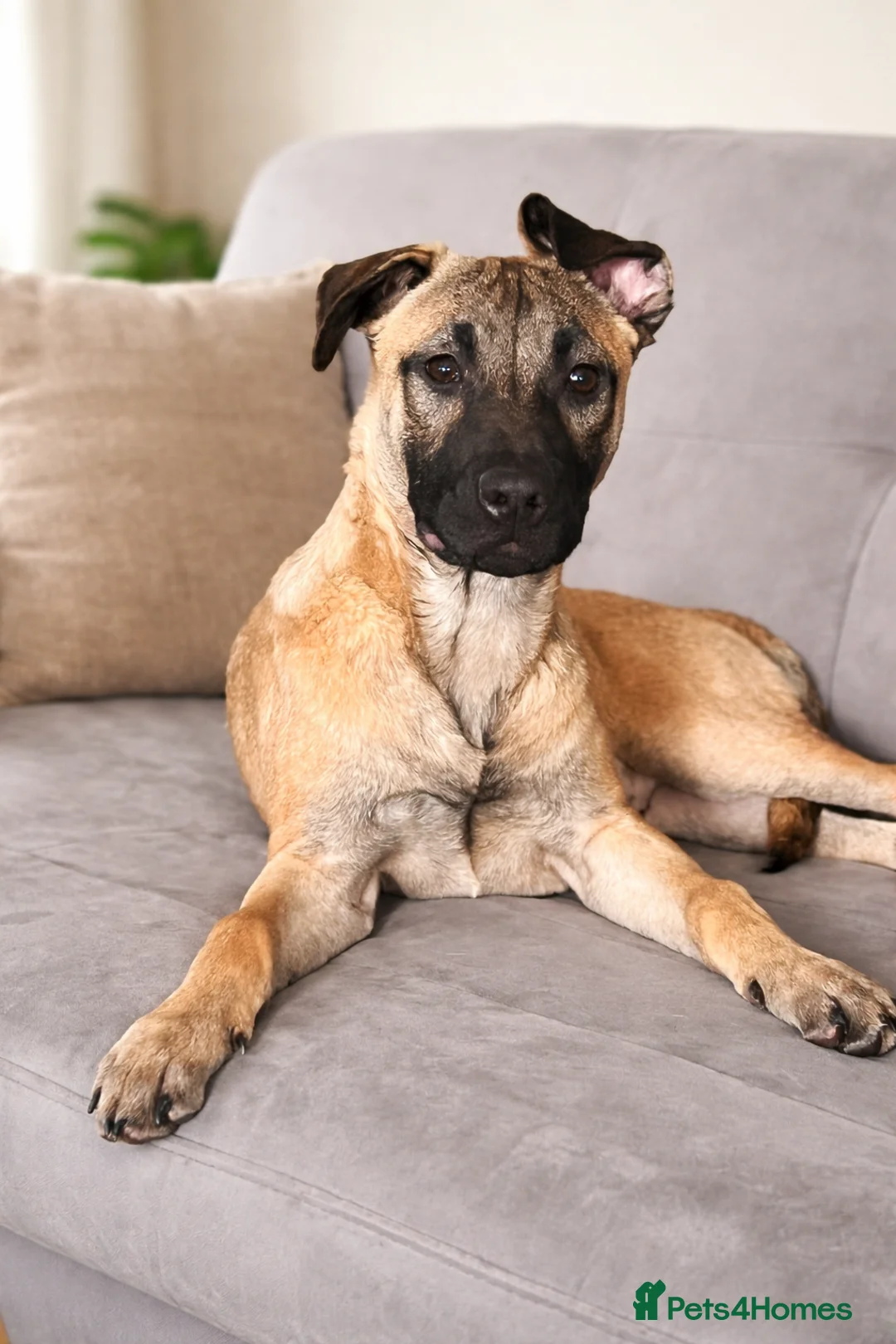 Mixed Breed dogs for sale: F2 Bullherder Puppy in Midhurst - Advert 1