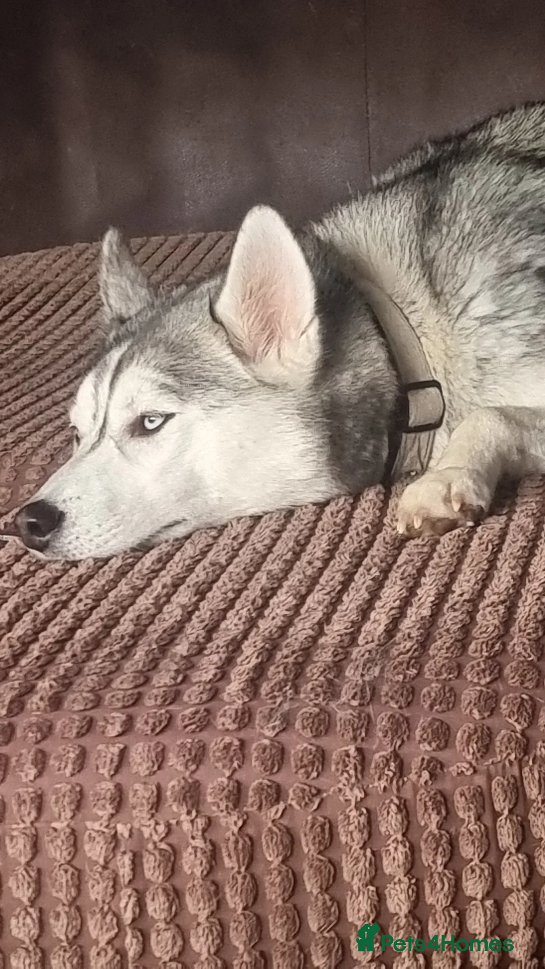 Siberian Husky dogs for sale: Female siberian husky - Advert 6