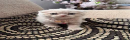 British Shorthair cats for sale: 😻CREAM & RED COLOUR KITTENS 😻 - Advert 32