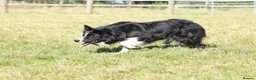 Border Collie dogs for sale: ISDS registered Rough Coat Border Collie Pups  in Nottingham - Advert 6