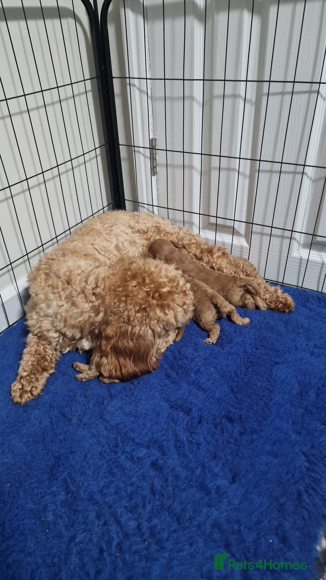 Maltipoo dogs for sale: F1B MALTIPOO PUPPIES  - Advert 3