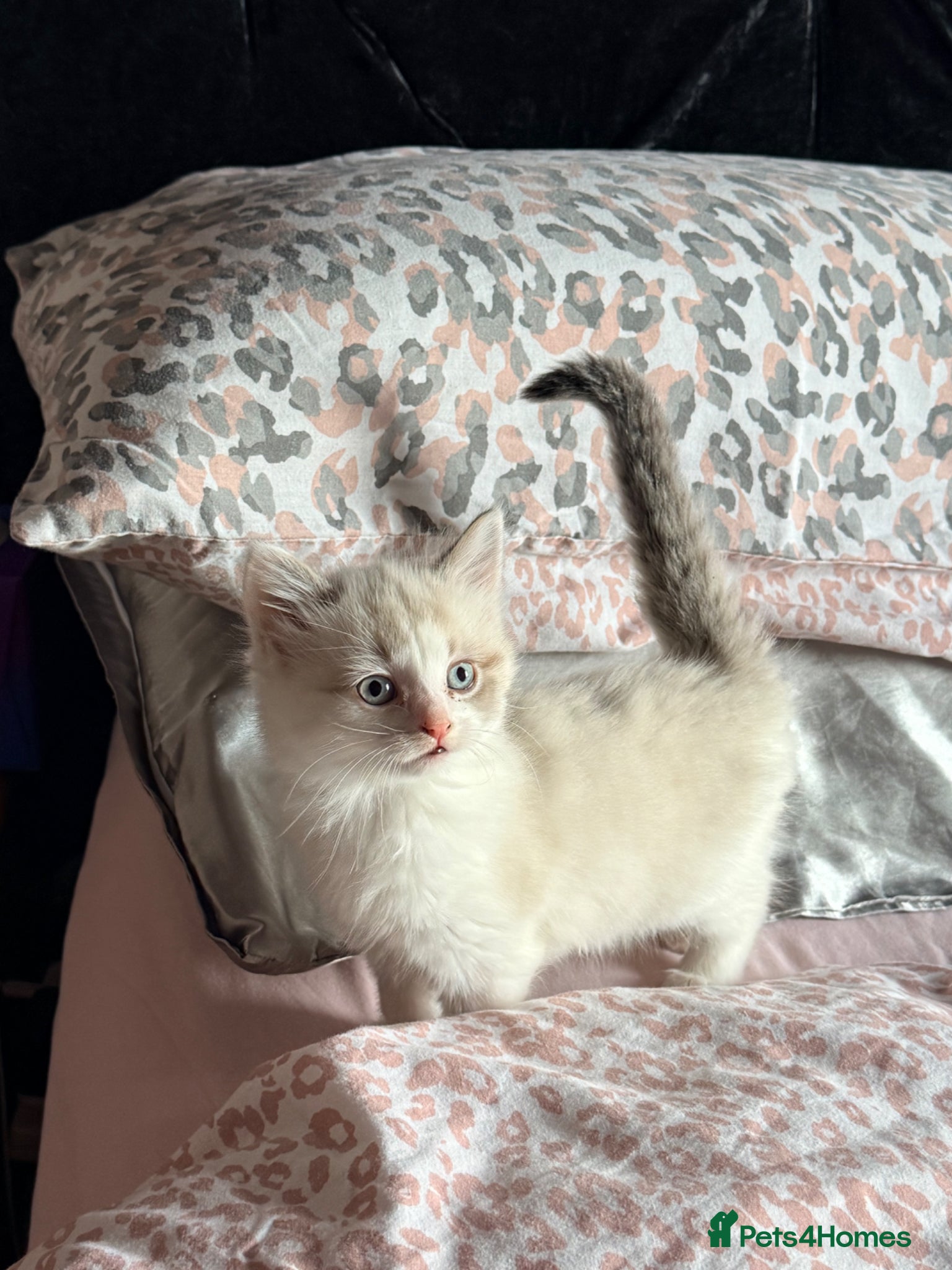 Mixed Breed cats Beautiful kittens  - Advert 5