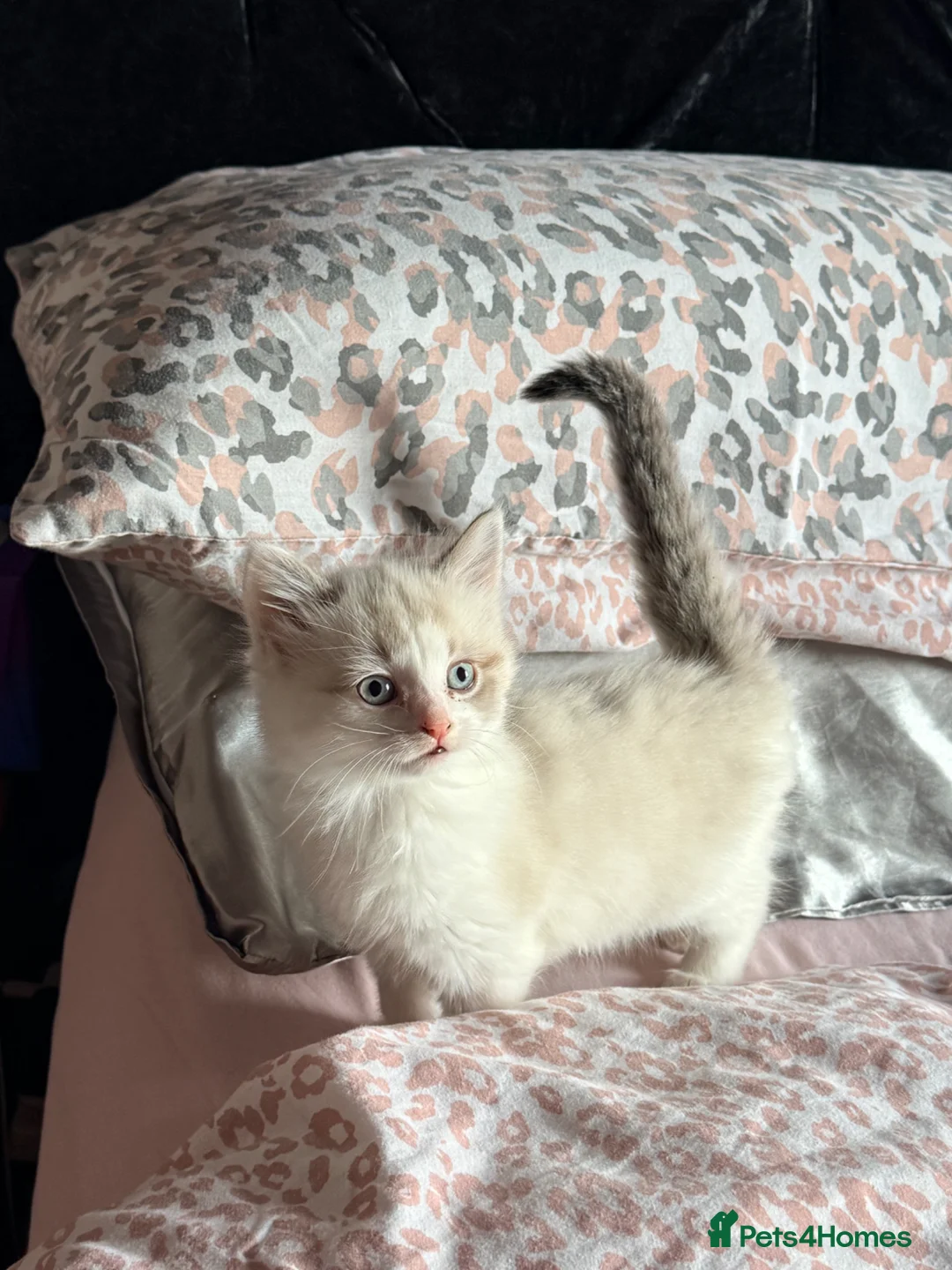 Mixed Breed cats for sale: Beautiful kittens  in Heanor - Advert 1