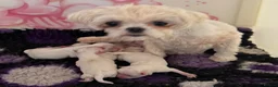 Maltese dogs for sale: Korean Maltese  - Advert 7