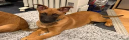 Belgian Shepherd Dog dogs for sale: Pure Malinois - Joefarm lines Female only left - Advert 3