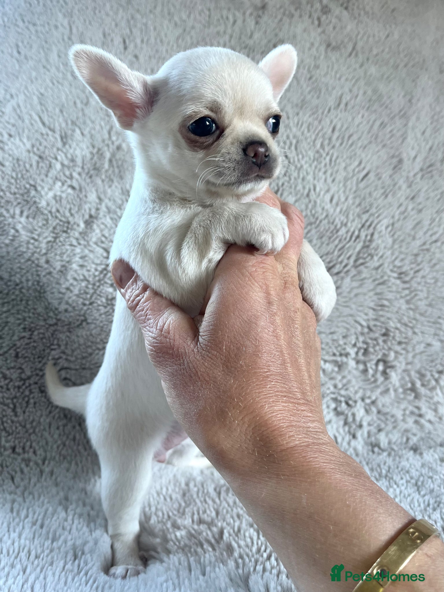 Chihuahua dogs SMOOTH KC REG chihuahua pups cream champion lines - Advert 2
