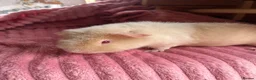 Guinea Pig rodents for sale: 3 teddy males - Advert 3