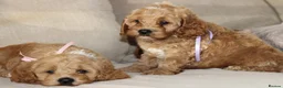 American Cocker Spaniel dogs for sale: American Cockapoo Puppies – Health Tested Parents - Advert 3