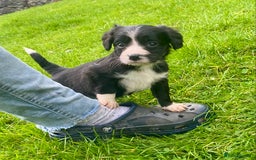Mixed Breed dogs for sale: Gorgeous Borderlier pups - Advert 4