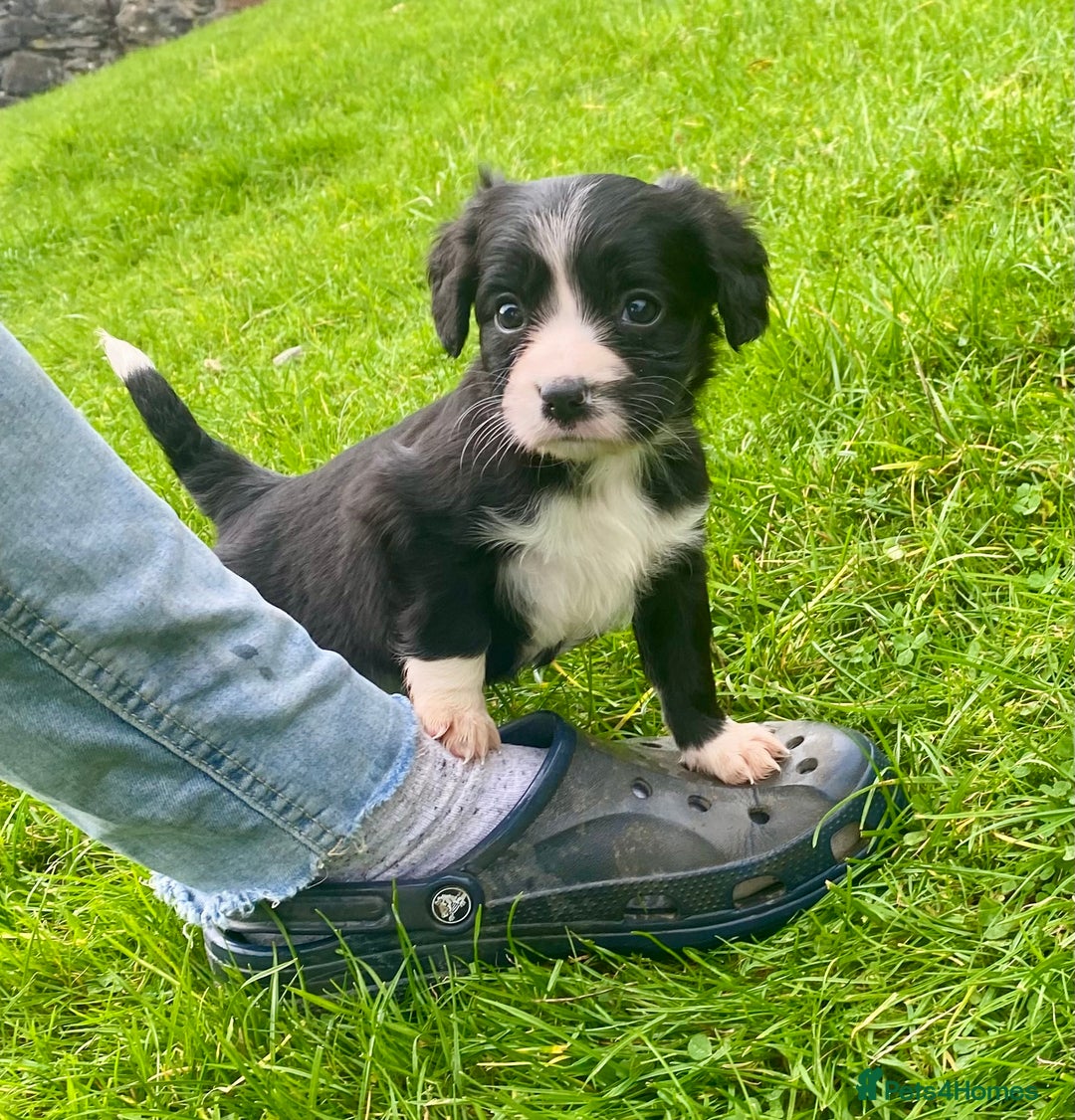 Mixed Breed dogs for sale: Gorgeous Borderlier pups - Advert 4