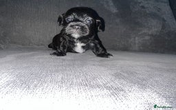 Zuchon dogs for sale: Shihzu x Bichon x Westie - Image 27