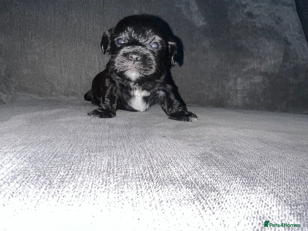 Zuchon dogs for sale: Shihzu x Bichon x Westie - Image 27