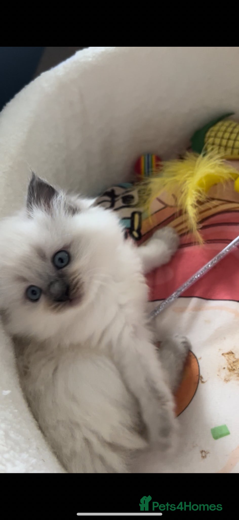 Ragdoll cats for sale: Ragdoll kittens available  - Advert 1