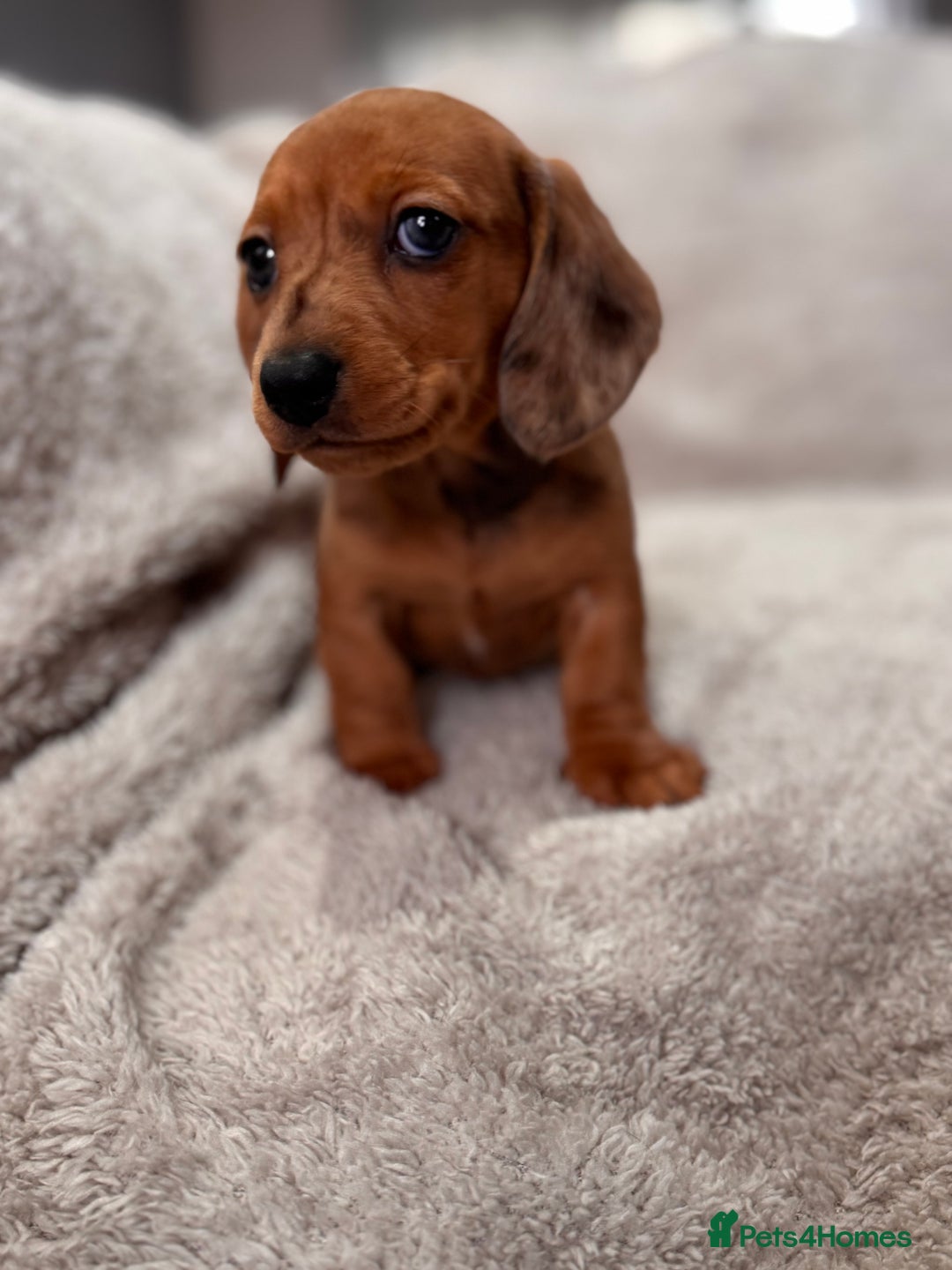 Miniature Dachshund dogs for sale: Miniature dachshunds  - Advert 5