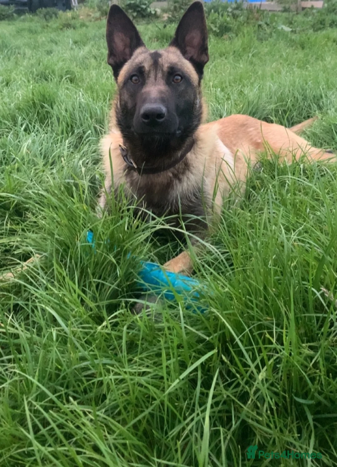 Belgian Shepherd Dog dogs for stud: Belgian Malinois stud dog - Advert 2