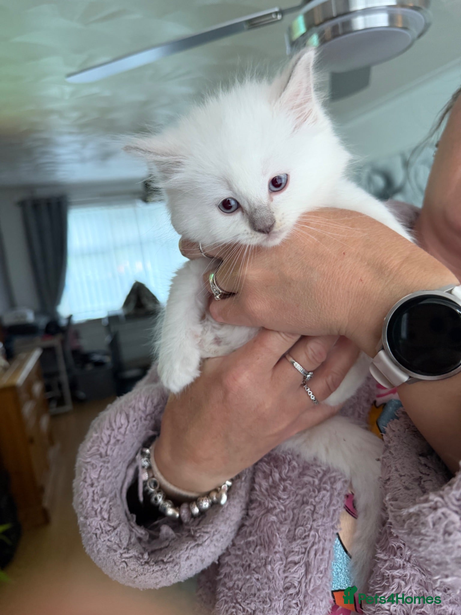 Ragdoll cats Beautiful blue point ragdoll kittens (ready now!!) - Advert 15
