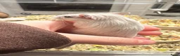 Gerbil rodents for sale: Gerbils in Stanford-le-Hope - Advert 2