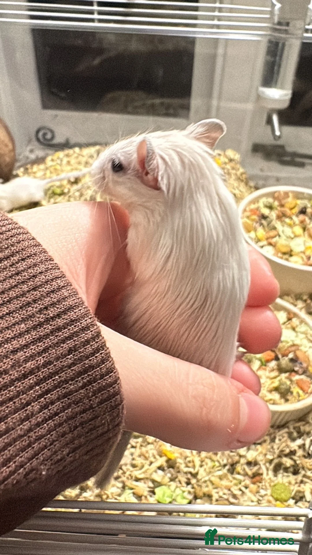 Gerbil rodents for sale: Gerbils in Stanford-le-Hope - Advert 2