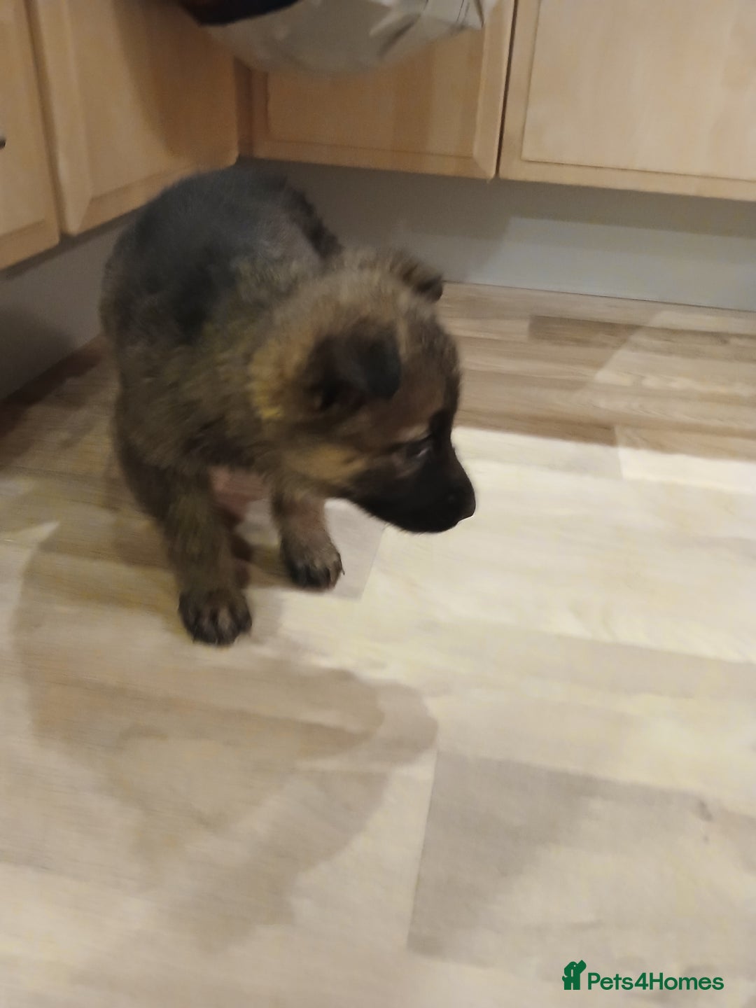 German Shepherd dogs for sale: Czech shepherd  - Advert 16