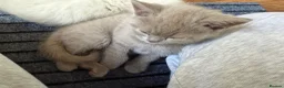 British Shorthair cats for sale: Stunning Pedigree Kittens | DNA Clear in Glasgow - Advert 28