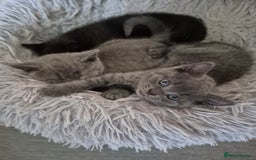 British Shorthair cats for sale: Last British shorthair kitten available! - Image 11
