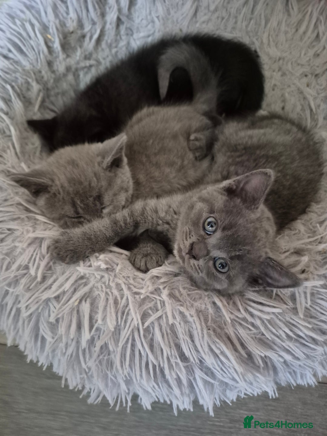 British Shorthair cats for sale: Last British shorthair kitten available! - Image 11