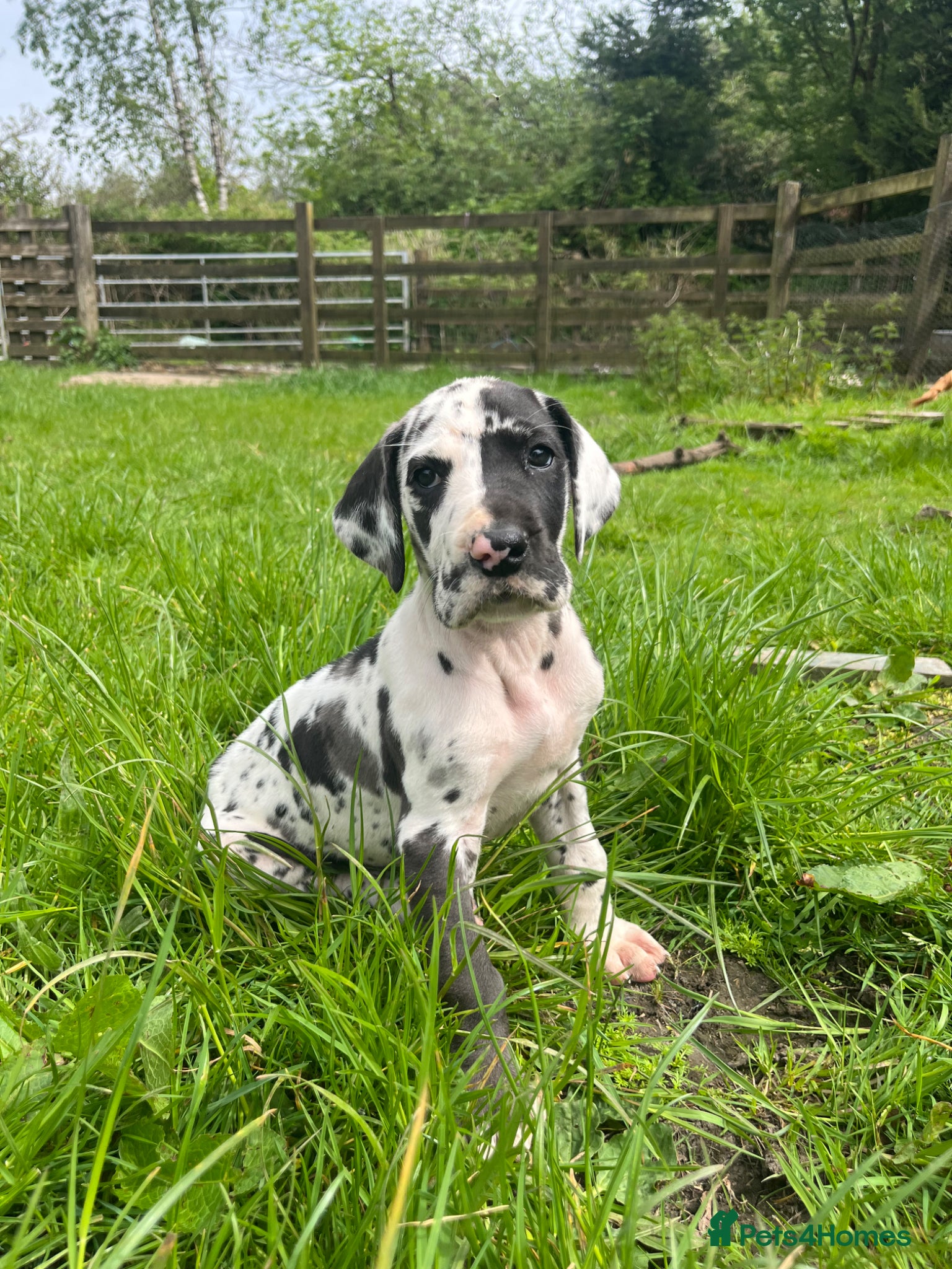 Great Dane dogs Last Harlequin Great Dane male - Advert 2
