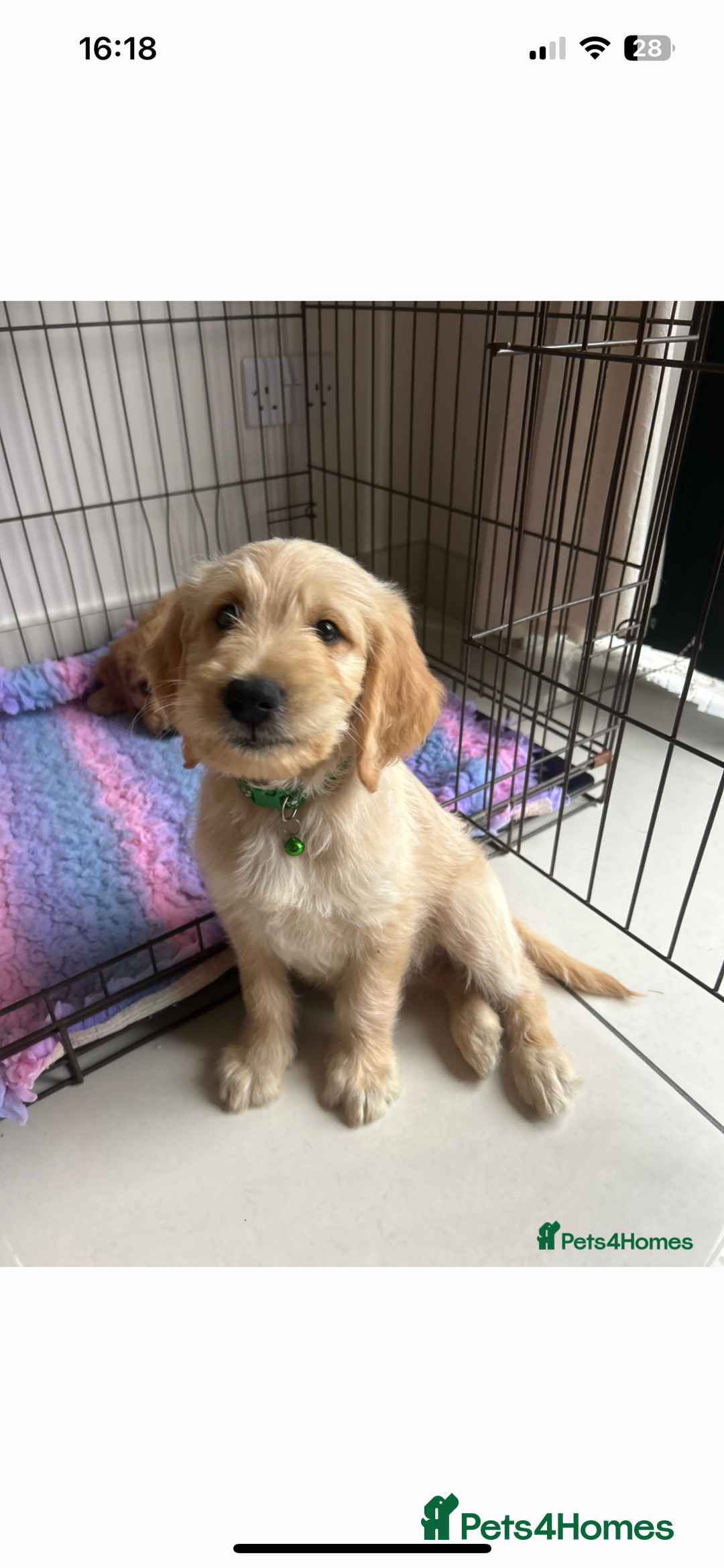 Goldendoodle dogs for sale: ⭐️ F1 Outstanding Golden Doodles ⭐️ - Image 10