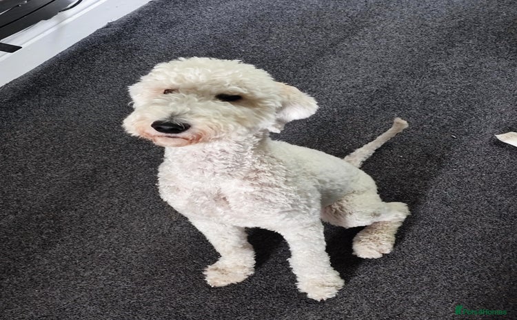 Standard Poodle dogs - Advert 3