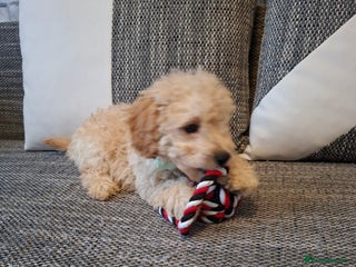 Cavapoo dogs Beautiful f1b Cavapoo puppies - Advert 6
