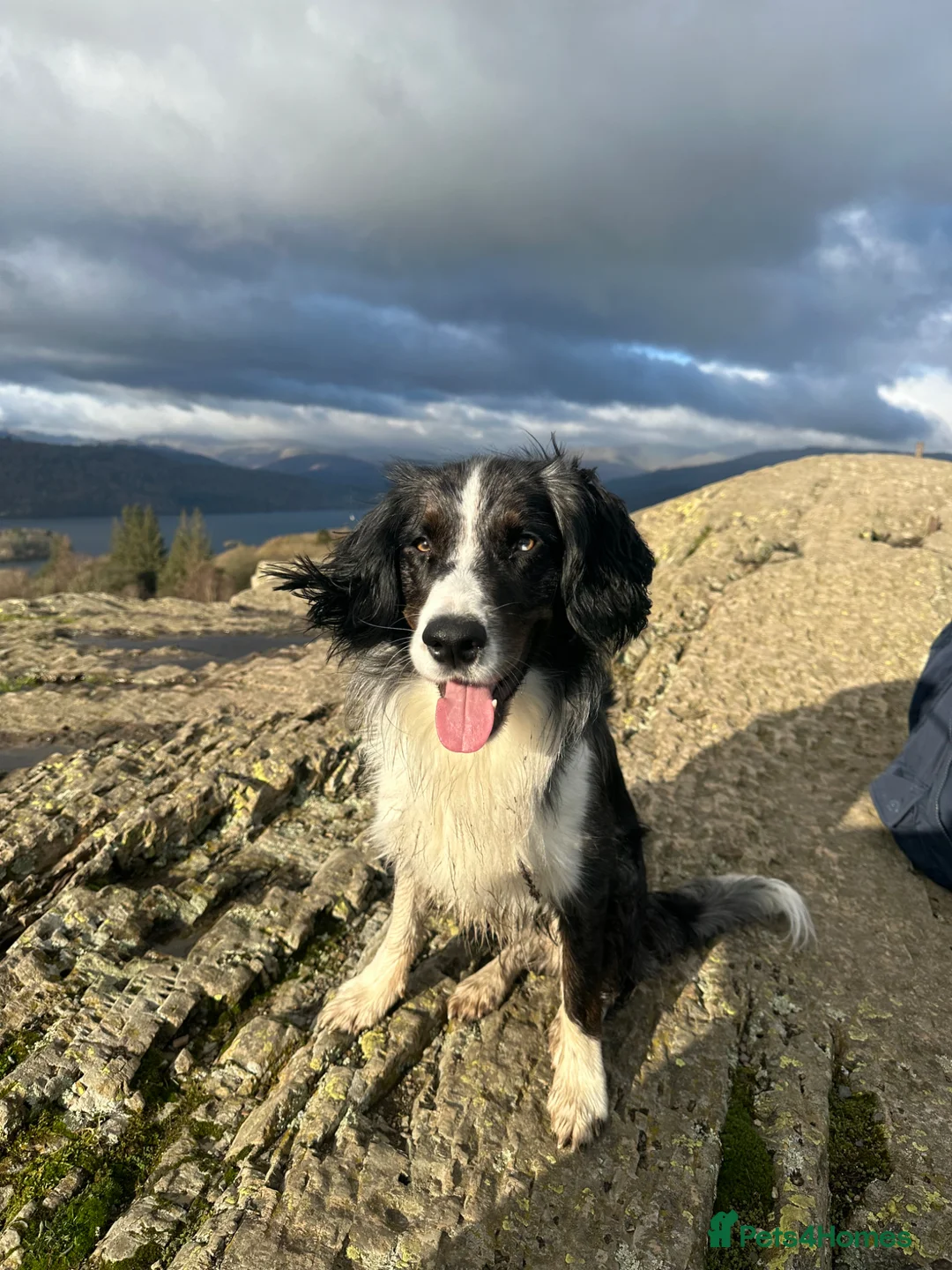 Sprollie dogs for stud: Marle blue sprollie for stud  in High Wycombe - Advert 1