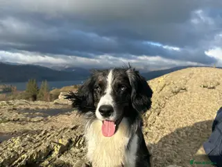 Sprollie dogs Marle blue sprollie for stud - Advert 7