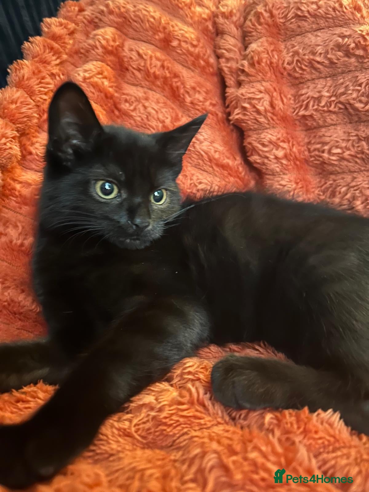 Mixed Breed cats Black female cat Luna - Advert 2